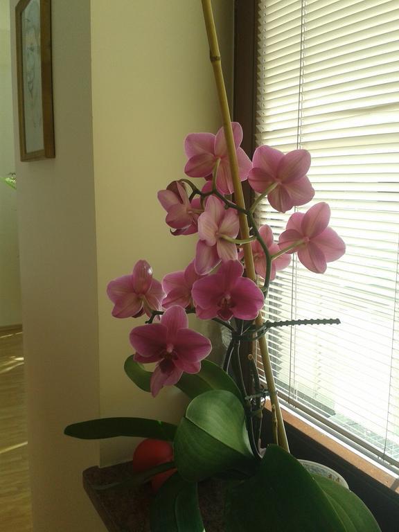 Gosciniec Sloneczny Hotel Drzonkow ห้อง รูปภาพ